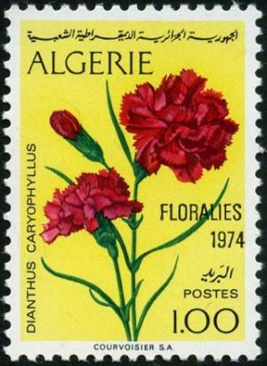 Colnect-2056-746-Carnation-Dianthus-caryophyllus.jpg