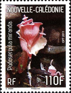 Colnect-2565-702-New-Caledonian-fungi---Podoserpula-miranda.jpg