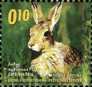 Colnect-4852-924-European-Hare-Lepus-europaeus.jpg