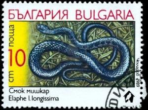 Colnect-819-999-Aesculapian-Snake-Elaphe-longissima.jpg