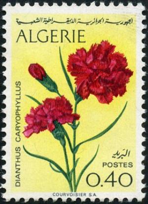 Colnect-891-640-Carnation-Dianthus-caryophyllus.jpg