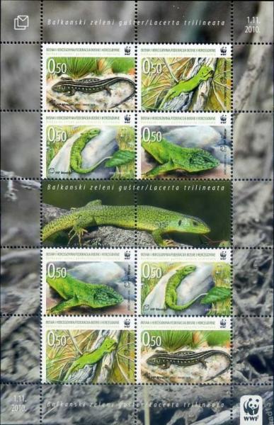 Colnect-4686-021-Balkan-Green-Lizard-Lacerta-trilineata.jpg