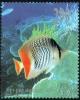 Colnect-1772-895-Indian-Ocean-Chevron-Butterflyfish-Chaetodon-chrysurus.jpg