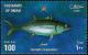 Colnect-1899-638-Yellowfin-Tuna-Thunnus-albacares.jpg