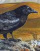 Colnect-202-146-Common-Raven-Corvus-corax.jpg