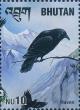 Colnect-3354-989-Common-Raven-Corvus-corax.jpg