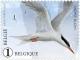 Colnect-3359-237-Common-Tern-Sterna-hirundo.jpg
