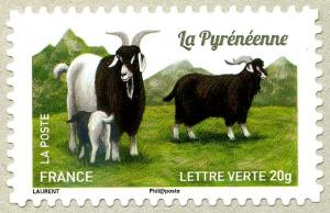 Colnect-2556-629-Pyrenean-Goat-Capra-aegagrus-hircus.jpg