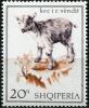 Colnect-2317-681-Domestic-Goat-Capra-aegagrus-hircus.jpg