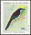 Colnect-2711-489-Blue-and-white-Mockingbird-Melanotis-hypoleucus.jpg
