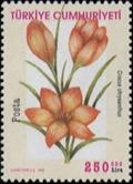 Colnect-820-717-Crocus-chrysanthus.jpg