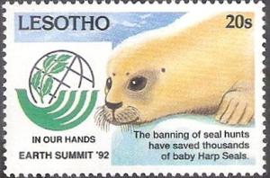Colnect-2865-443-Harp-Seal-Phoca-groenlandica---juvenile.jpg