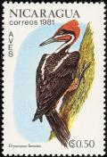 Colnect-1626-001-Lineated-Woodpecker-Dryocopus-lineatus.jpg