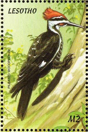 Colnect-1725-631-Pileated-Woodpecker-Dryocopus-pileatus.jpg