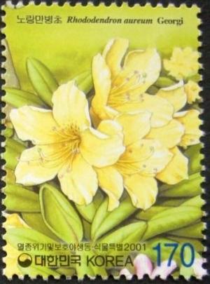 Colnect-2425-582-Rhododendron-aureum.jpg