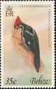 Colnect-1594-442-Lineated-Woodpecker-Dryocopus-lineatus.jpg