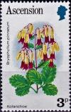 Colnect-4230-341-Kolanchoe-Bryophyllum-pinnatum.jpg