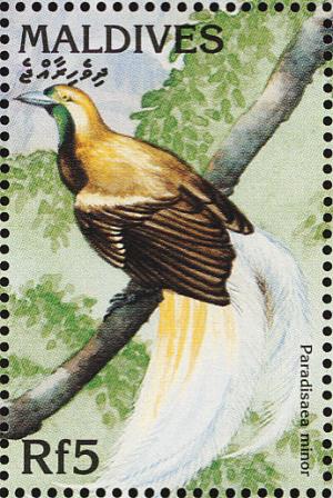Colnect-1631-952-Lesser-Bird-of-paradise-Paradisaea-minor.jpg