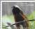 Colnect-7414-102-Greater-Bird-of-Paradise-Paradisaea-apoda.jpg