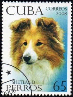 Colnect-1646-543-Shetland-Dog-Canis-lupus-familiaris.jpg