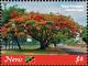 Colnect-5664-365-Royal-Poinciana-Delonix-regia.jpg