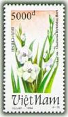 Colnect-1656-469-White-gladioli-Gladiolus-hybridus-Hort.jpg