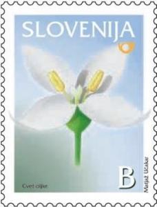 Olive-Blossom-Olea-europea.jpg