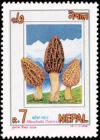 Colnect-1105-058-Mushrooms--Morchella-conica.jpg
