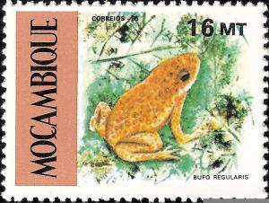 Colnect-1117-497-African-Common-Toad-Bufo-regularis.jpg
