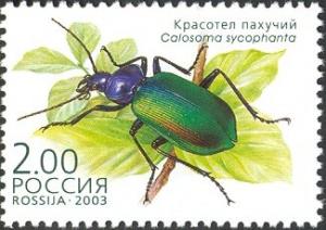 Colnect-6249-770-European-Calosoma-Beetle-Calosoma-sycophanta.jpg