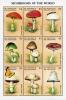 Colnect-1764-301-Mushrooms-of-the-world-sheet.jpg