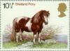 Colnect-122-094-Shetland-Pony-Equus-ferus-caballus.jpg