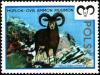 Colnect-1980-829-Mouflon-Ovis-ammon-musimon.jpg