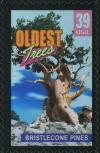 Colnect-202-565-Bristlecone-pines-oldest-trees.jpg