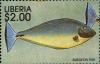 Colnect-3977-633-Surgeon-Fish-Acanthurus-sp.jpg