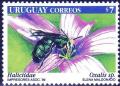 Colnect-1266-038-Sweet-Bee-Agapostemon-virescens-Common-Sorrel-Oxalis-.jpg