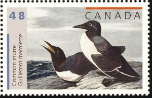 Colnect-2264-242-Common-Murre-Uria-aalge.jpg