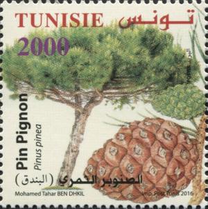 Colnect-4006-801-Pinion-Pine-Pinus-pinea.jpg