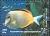 Colnect-1592-473-Whitecheek-Surgeonfish-Acanthurus-glaucopareius.jpg