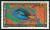 Colnect-3897-035-Palette-Surgeonfish-Paracenthurus-hepatus.jpg
