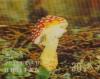 Colnect-1091-440-Mushrooms-Amanita-muscaria.jpg