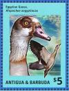 Colnect-5174-588-Egyptian-Goose-Alopochen-aegyptiacus.jpg