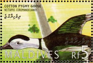 Colnect-1631-405-Cotton-Pygmy-Goose-Nettapus-coromandelianus.jpg
