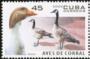 Colnect-2137-965-Canada-Goose%C2%A0Branta-canadensis.jpg