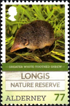 Colnect-5597-152-Greater-White-toothed-Shrew-Crocidura-russula.jpg