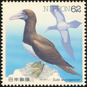 Colnect-608-827-Brown-Booby-Sula-leucogaster.jpg