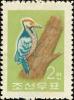 Colnect-2158-881-White-backed-Woodpecker-Dendrocopus-leucotis.jpg