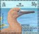 Colnect-4412-900-Red-footed-Booby-Sula-sula.jpg