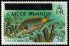 Colnect-5704-532-Stoplight-Parrotfish.jpg