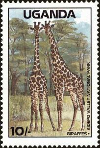 Colnect-4277-813-Giraffe-Giraffa-camelopardalis-Kidepo-Valley-National-Par.jpg